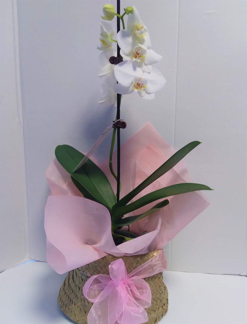 Phalaenopsis Orchid Gift wrapped or in a Bag image 0